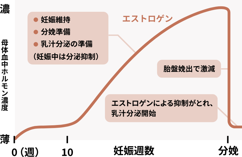 ホルモンバランスの変化の図