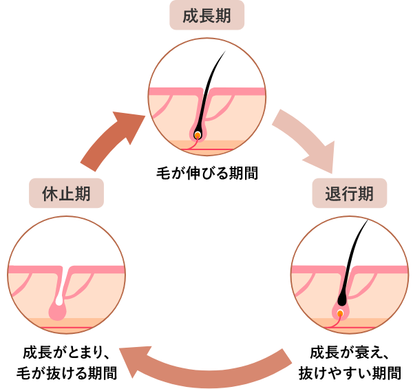 ヘアサイクルと産後抜け毛の関係の図